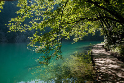 Narrow pathway along trees and lake