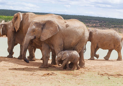 Elephant in a field