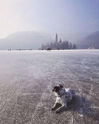 View of dog on frozen lake against sky