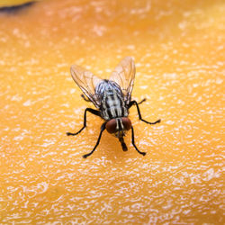 Close-up of fly on orange leaf