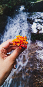 Close-up of hand holding flowering plant