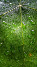 Close-up of green leaves