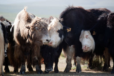 Cows standing on field