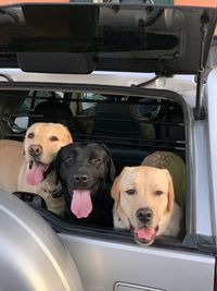 Dogs sitting in car trunk