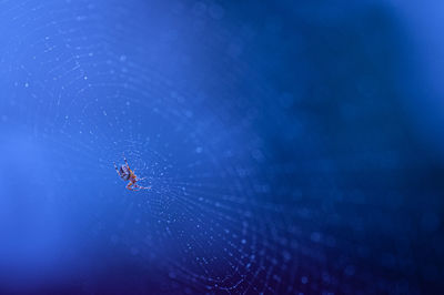 Close-up of spider on web