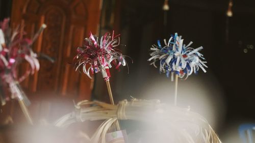 Close-up of purple flowering plant