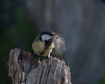 Close-up of bird perching on wooden post