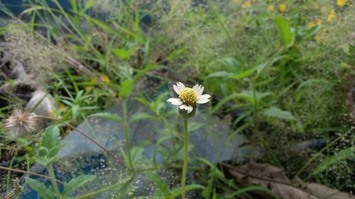 Close-up of flowers blooming in garden