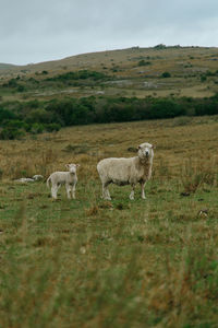 Sheep in a field