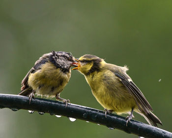 Close-up of birds perching on branch