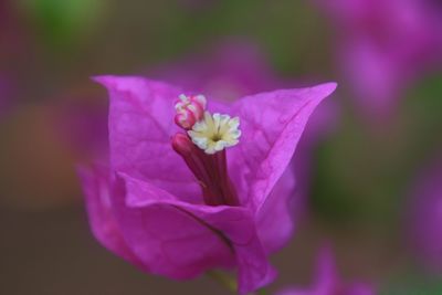 Close-up of purple flower blooming outdoors