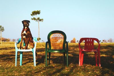 Dog on chair over grassy field against clear sky