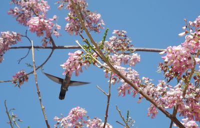 Oiseau de martinique 