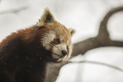 Low angle view of red panda on tree during snow fall