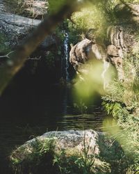 Scenic view of waterfall in forest