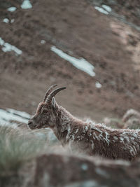 View of deer on land