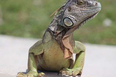 Close-up of a lizard