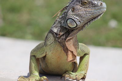 Close-up of a lizard