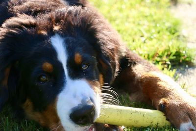 Close-up portrait of dog on field