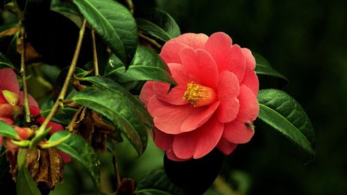 Close-up of hibiscus blooming outdoors