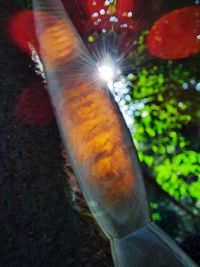 Close-up of illuminated tree trunk in forest