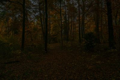 Trees in forest during autumn