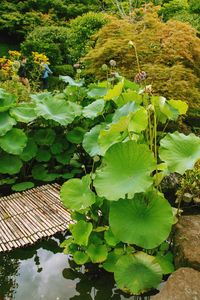 High angle view of water lily amidst leaves in lake