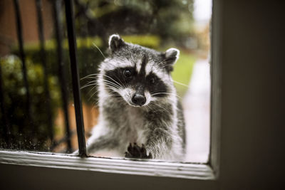 Close-up portrait of raccoon