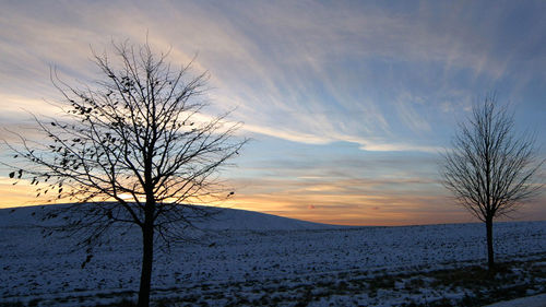 bare tree