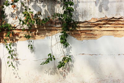 Close-up of leaves against wall