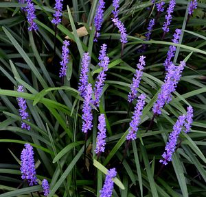 Close-up of purple flowers blooming outdoors