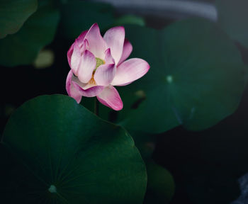 Close-up of pink water lily