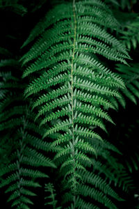 Close-up of fern leaves