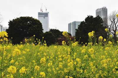 View of yellow flowering plants and buildings against sky