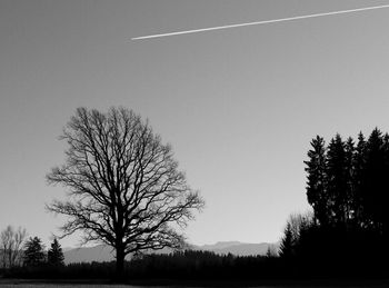 Bare trees on landscape