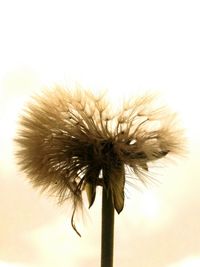 Close-up of dandelion