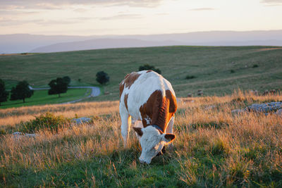 Bovine capture - haute-savoie, france