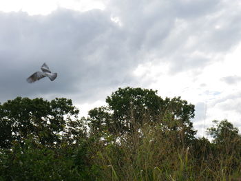 Low angle view of bird flying against sky