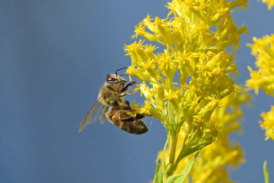 Low angle view of insect on yellow flower