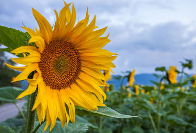 Close-up of sunflower blooming on field against sky