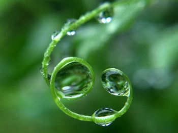 Close-up of water drops on green leaf