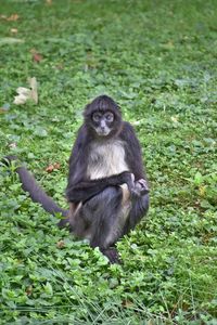 Monkeys sitting on land