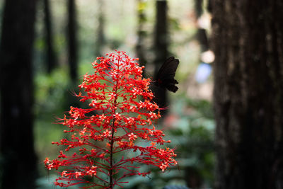 A butterfly alighting on the red flower of clerodendrum panicalatum