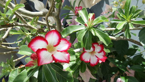 Close-up of flowers