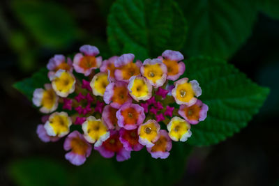 Close-up of yellow flowering plant