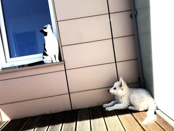 Cat relaxing on floor