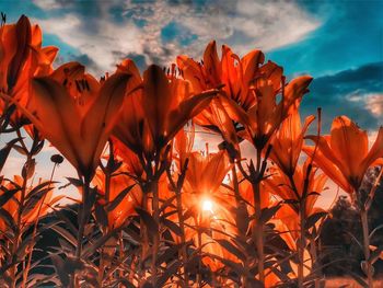 Low angle view of flowering plants against sky during sunset