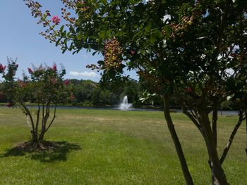 Trees in park