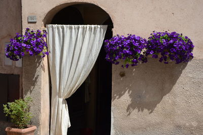 Close-up of purple flower pot against plants