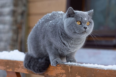 A gray british cat sits on the railing of a country house outdoors in frosty winter